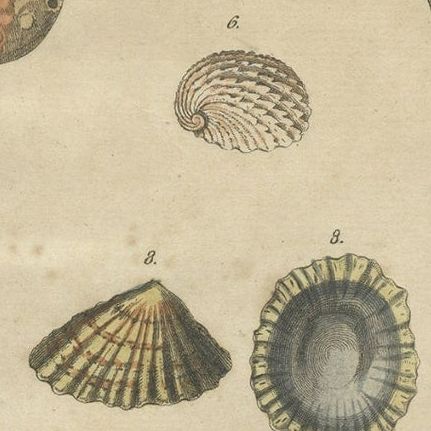 Old Print of Univalve 'Gastropod' Species; Ear Shells, Limpets, Etc., 1787, close-up 2
