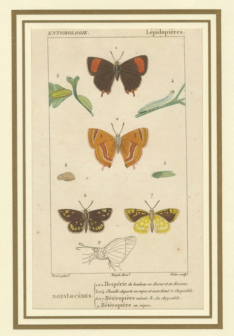 "Entomologie - Lepidoptera Study Plate" from Encyclopedic Collection, circa 1760, close-up 3
