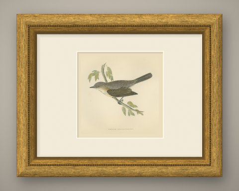 Lesser Whitethroat on a Slender Branch, Antique Morris Bird Print, 1896, shown framed