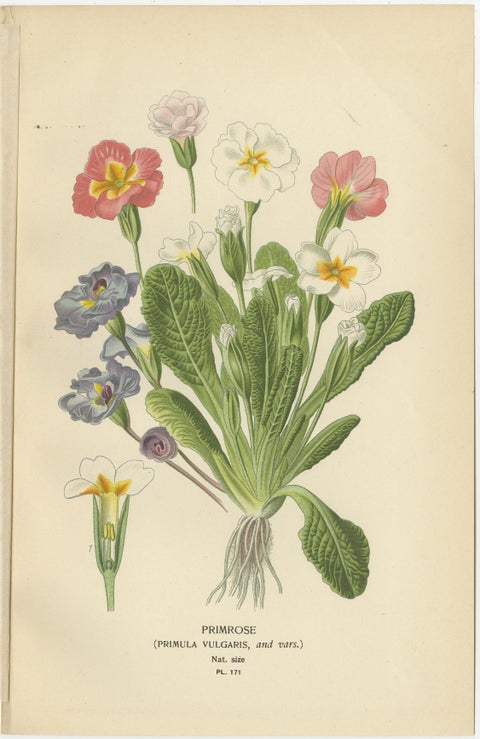 1897 Original Antique Botanical Prints, Sea-Pink, Ceratostigma, and Primrose, view 4