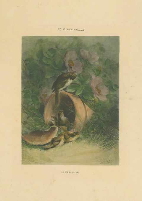 Nestled Sparrows in a Broken Flower Pot - Rare Giacomelli Ornithological Print, close-up 4