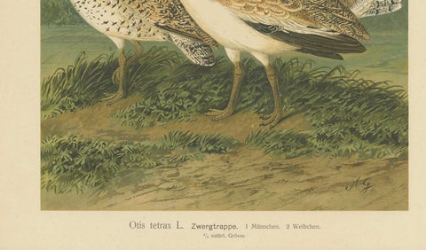 Little Bustards in 19th Century Landscape, Antique Ornithology Bird Print, close-up 1