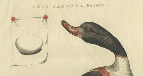 Female Common Shelduck, Antique Dutch Bird Print by Sepp & Nozeman, 1789, close-up 1