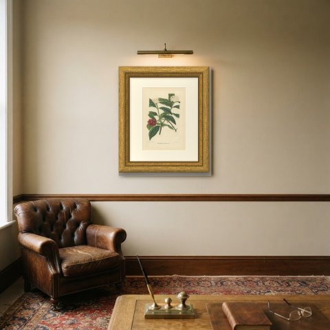Drimyspermum Laurifolium, Flowers and Red Berries Chromolithograph, 1859, shown framed on a wall