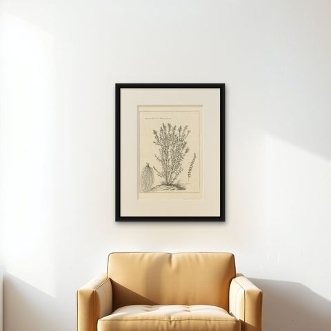 Syrian Oregano (Origanum Syriacum), Antique Botanical Engraving c.1676, shown framed on a wall