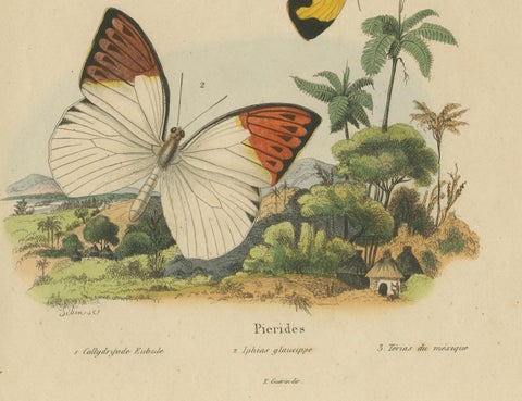 Pair of French Butterfly & Moth Engravings by Guérin & Duméril, 1835, close-up 1
