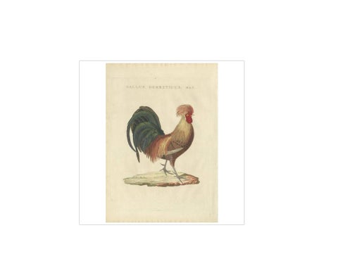Rooster, Gallus Domesticus Mas, Antique Poultry Print by Sepp & Nozeman c.1829, view 2