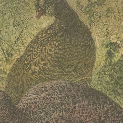 Illustration of Noble Pheasants (Edelfasanen)" by August Specht, 1870, close-up 5