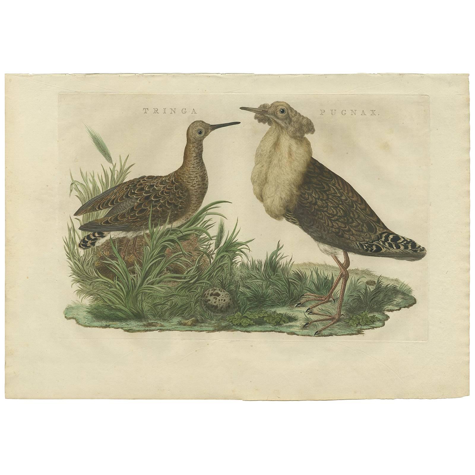 Ruff Bird Print with Nest, Tringa Pugnax by Nozeman and Sepp, 1770
