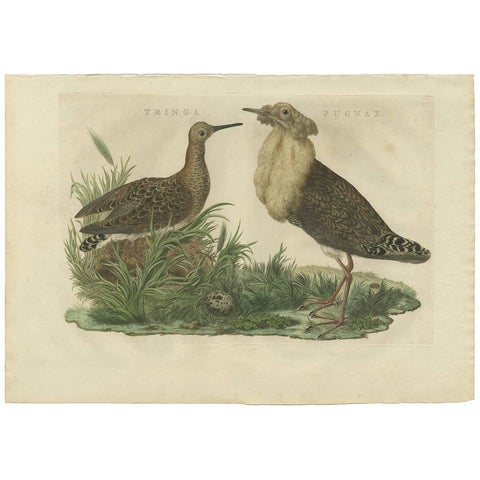 Ruff Bird Print with Nest, Tringa Pugnax by Nozeman and Sepp, 1770