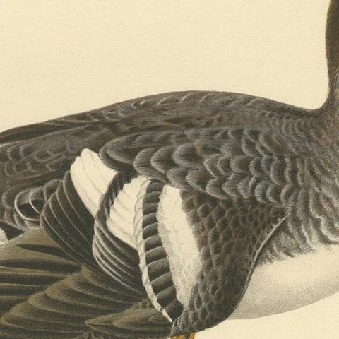 Antique Bird Print of a Female Common Goldeneye by Von Wright, 1929, close-up 2