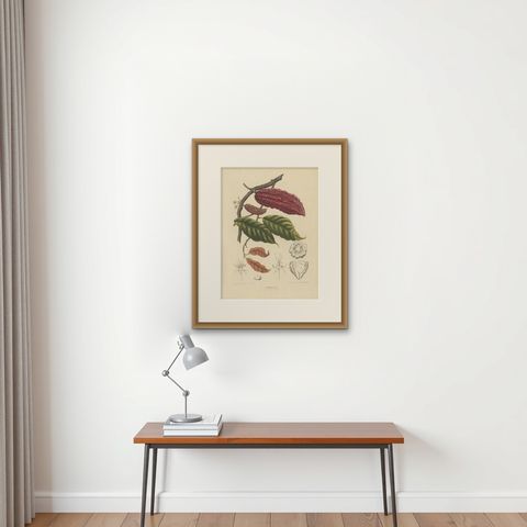 Theobroma Cacao, Cocoa Tree Botanical Lithograph c.1863, shown framed on a wall