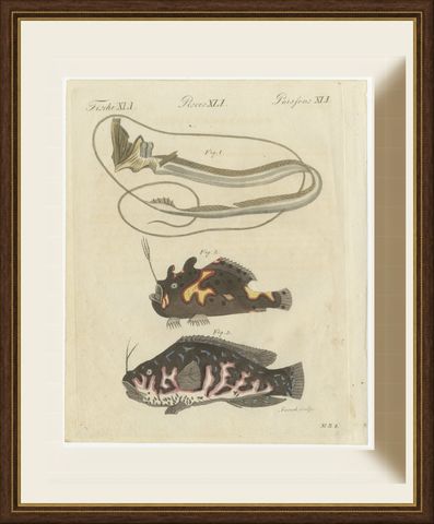 Frogfish with Lure and a Ribbon Fish, Antique Bertuch Print, circa 1810, shown framed