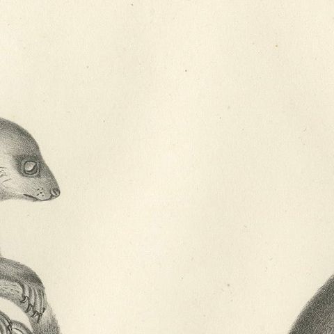19th-Century Lithograph of a Spotted Phalanger and Woolly Kangaroo of Australia, close-up 5