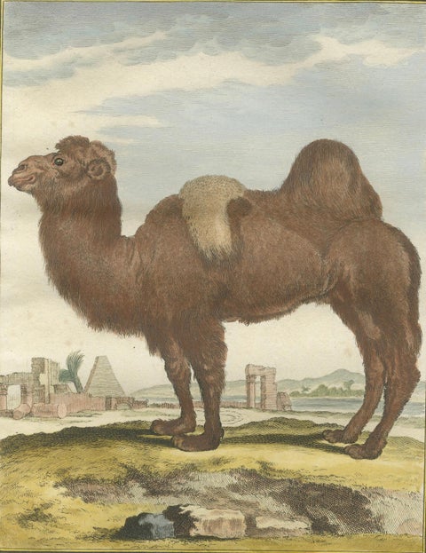 Antique Bactrian Camel Engraving, Buffon Hand-Coloured Print Amsterdam 1769, close-up 3
