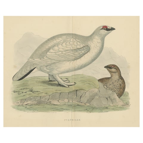Original Antique Print of a Ptarmigan 'with center fold'
