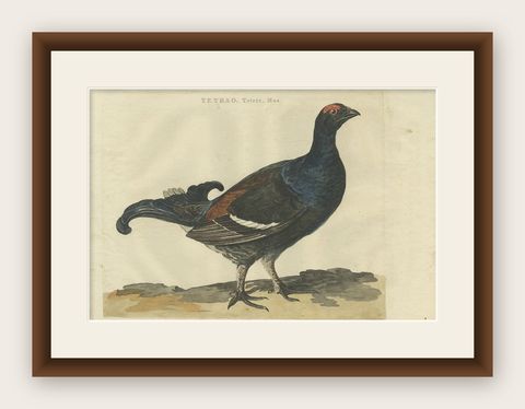 Antique Hand-Coloured Bird Print of the Male Black Grouse, 1789, shown framed