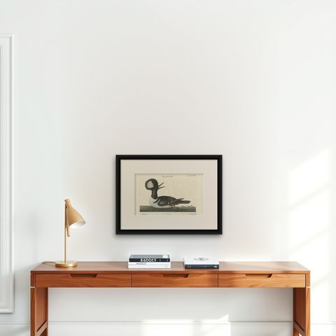 Hand-Colored Engraving of the Hooded Merganser by Johann Michael Seligmann, 1770, shown framed on a wall