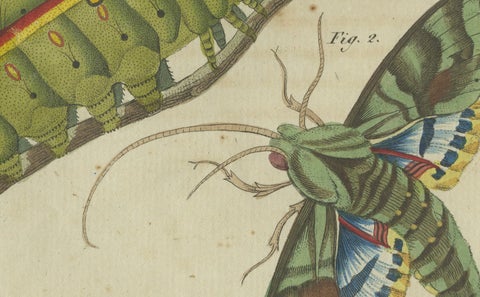 Splendid Saturn Moth and Green Hawkmoth: Exquisite Insects from a 1805 Work, close-up 1