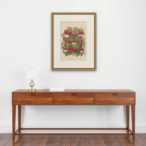 Antique handcolored Botany Print of Fuchsia Species, 1863, shown framed on a wall