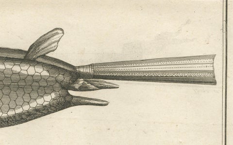Poisson Cornu dit “Le Diable”, Antique French Engraving of a Horned Fish, 1790, close-up 2