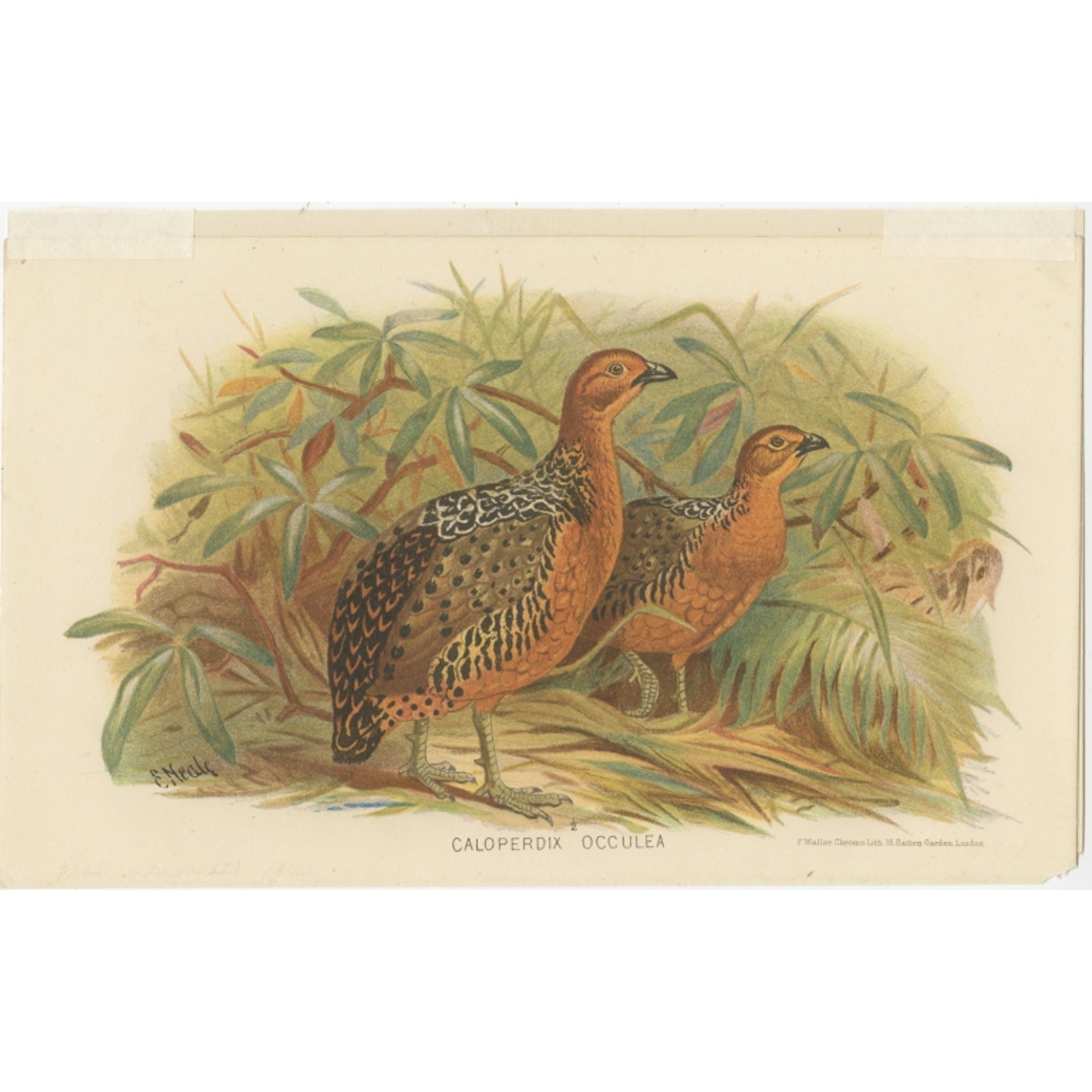 Antique Bird Print of the Ferruginous Wood Partridge by Hume & Marshall, 1879