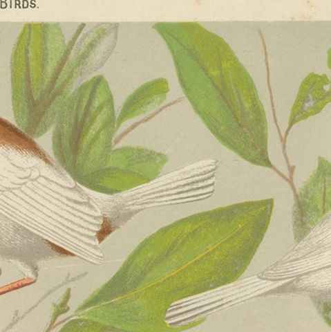 Antique Bird Print of the Magpie 'Pied' Mannikin, Spotted Sided Finch and Others, close-up 1