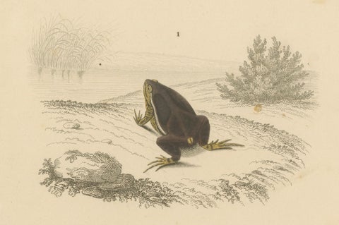 Frog Print of Oval Engystoma and Green Toad, c.1850, by Orbigny, close-up 3