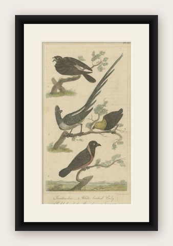 Original Antique Print of a Goatsucker, a Nightjar and Other Birds, 1821, shown framed