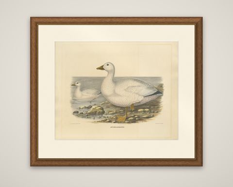 Large Rare Old Bird Print Depicting Cassin's Snow Goose, 1869, shown framed