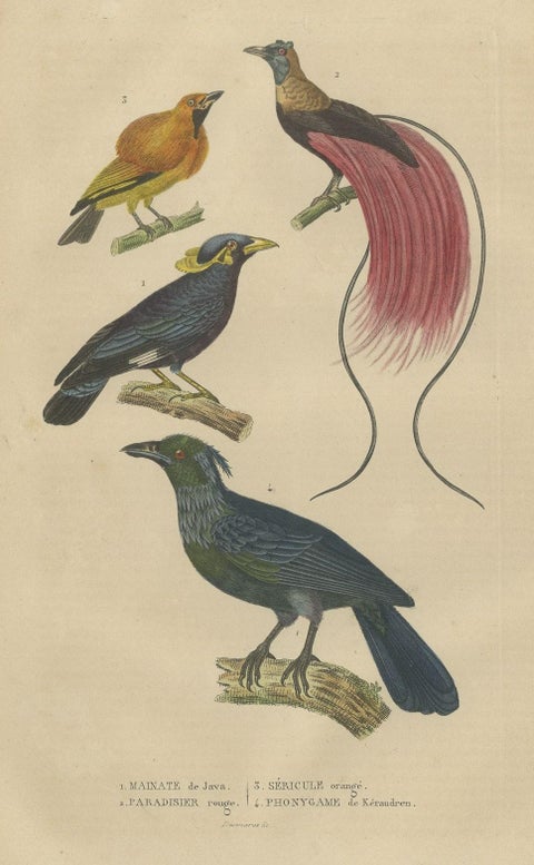 Bird Print with the Bird of Paradise, a Masked Bowerbird & Trompetkparadijskraai, close-up 1