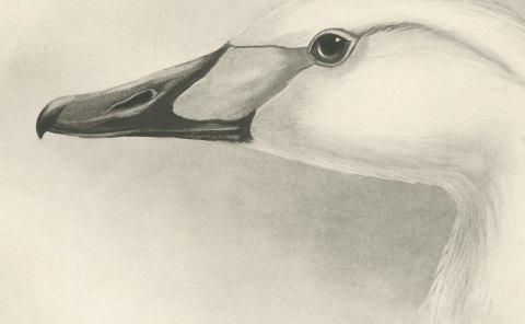 Heads of the Whooper Swan and Bewick's Swan after Lilian Medland, c. 1909, close-up 2