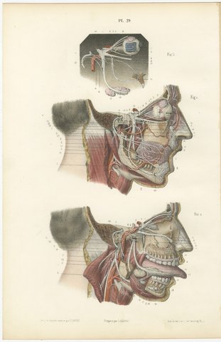 Deep Nerves of the Face and Parotid Region, Hirschfeld Anatomy Print, 1866, view 2