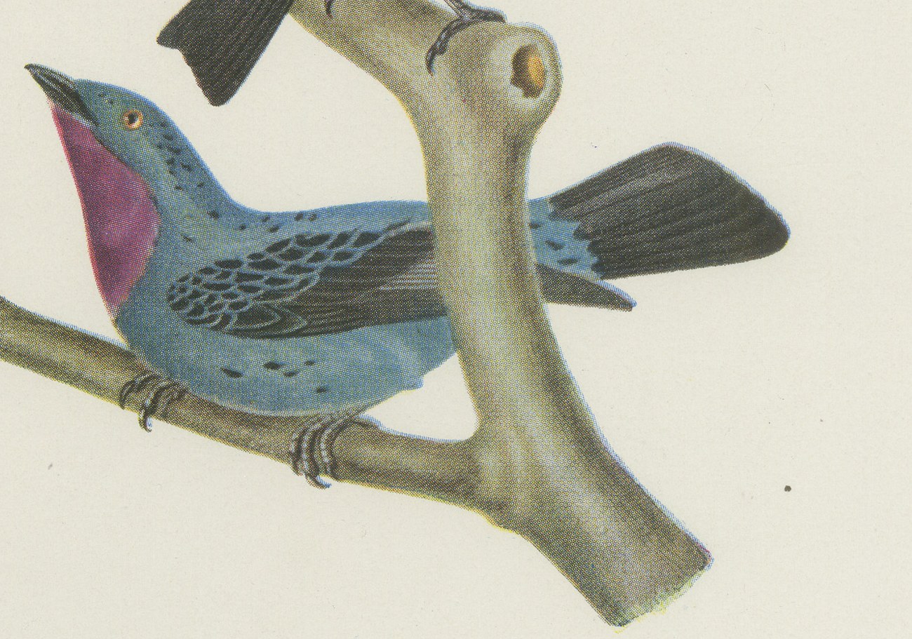 Purple-Throated and Other Cotingas, Brazilian Bird Print, Descourtilz, 1944, view 5