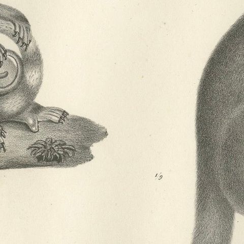 19th-Century Lithograph of a Spotted Phalanger and Woolly Kangaroo of Australia, close-up 6