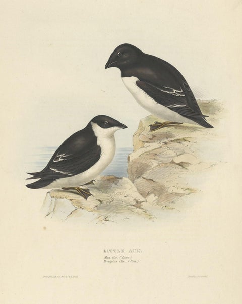 Old Bird Print Depicting the Little Auk by Gould, 1832, close-up 1