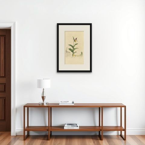 Antique Botany Print of Cypripedium Calceolus by Curtis, circa 1817, shown framed on a wall