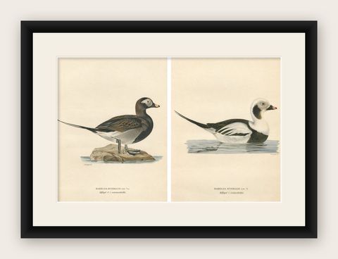 Long-Tailed Duck Pair, 1929 Swedish Ornithology Lithographs, Harelda hyemalis, shown framed