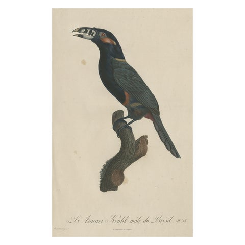 Stunning Hand-Colored Antique Prints of a Toucan, 1806, Rare!