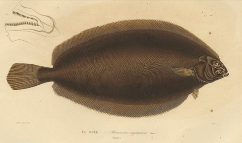 Old Rare Fish Print of the Witch Flounder or Torbay Sole, 1842, close-up 2