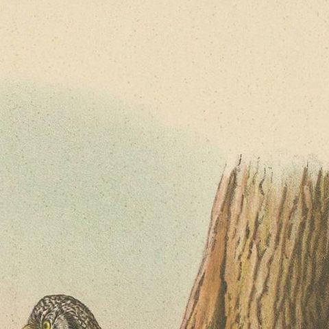 Raptor Chronicles: Antique Ornithological Print of the Northern Hawk-Owl, 1894, close-up 1