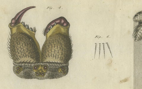 European Garden Spider Anatomy: Variations, Silk Spinnerets, and Mandibles, 1805, close-up 1