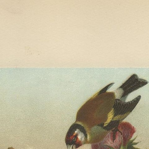 Antique Bird Print of Finches by Prang, 1898, close-up 1