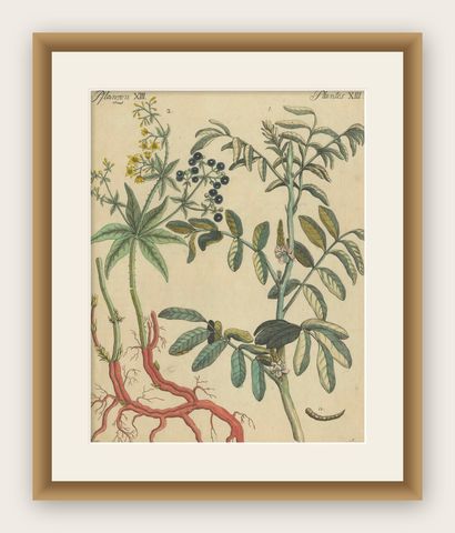 Antique Handcolored Engraving of Medicinal Plants, c.1800, shown framed