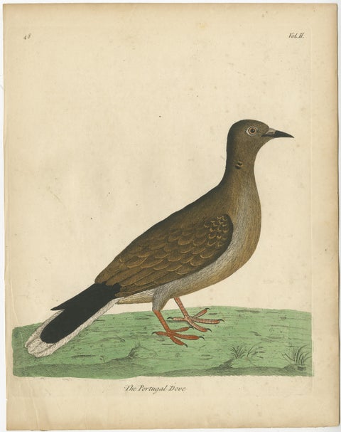 Antique Bird Print of a Portugal Dove, view 2