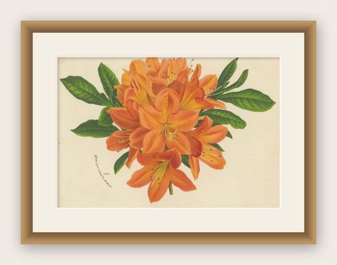 Enchanted Blossoms: Masterpieces of Botanical Art from Van Houtte's Florilegium, shown framed