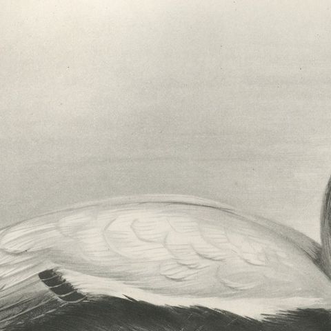 Eider, Antique Bird Print after Lilian Medland, circa 1909, close-up 2