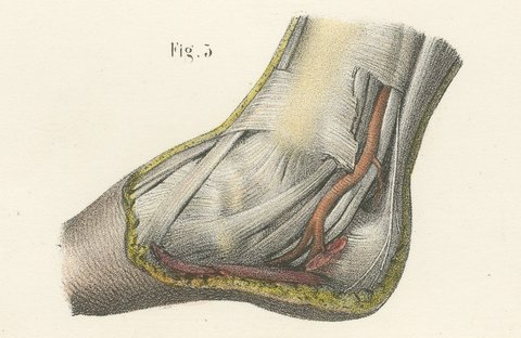 The Popliteal Region and the Calf, Antique Hirschfeld Anatomy Print, 1866, view 7