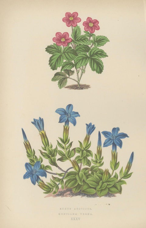 Alpine Botanical Lithograph Pair of Arctic Bramble and Spring Gentian, 1874, close-up 1