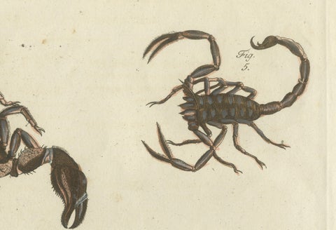 Original Antique Print of Tarantula, Spiders and Scorpions by Bertuch, c. 1790, close-up 1
